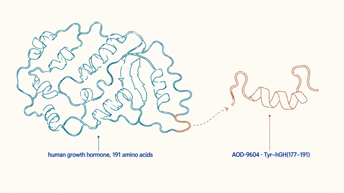 Conceptual comparison of full hGH and the C-terminal region associated with AOD-9604