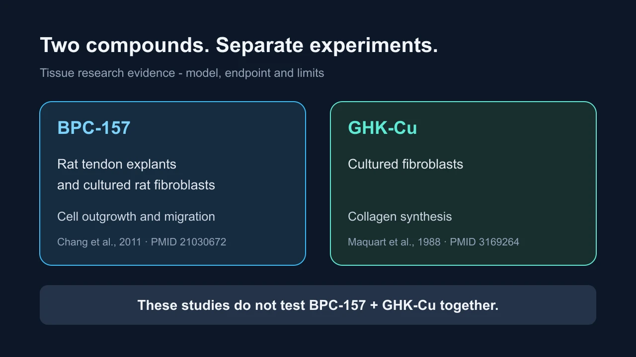 Separate BPC-157 tendon-cell and GHK-Cu collagen-synthesis studies, with a distinct question about combination evidence