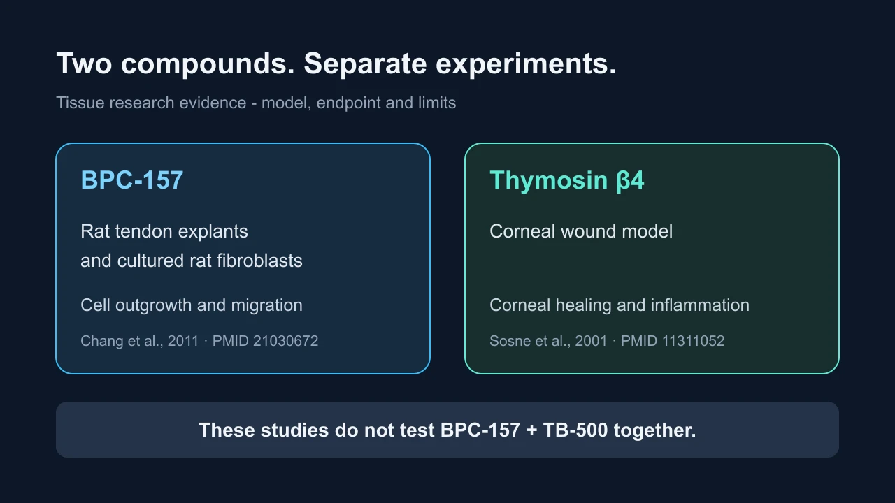 Separate BPC-157 rat tendon and thymosin beta-4 corneal studies, without a combination test