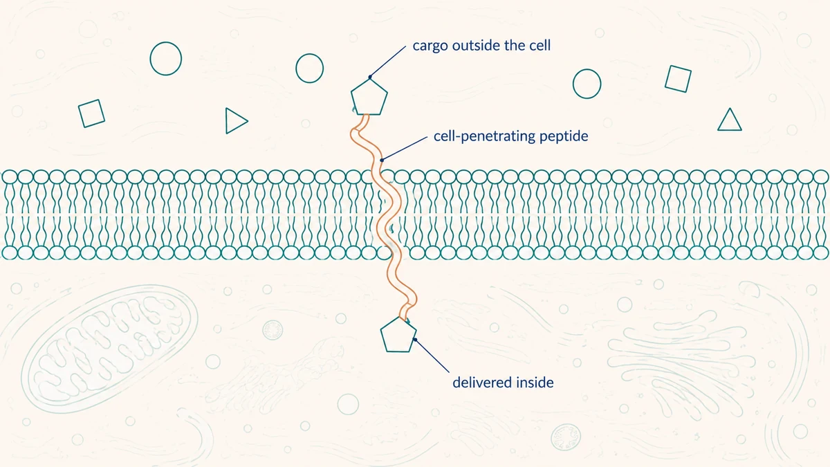Conceptual diagram of peptide-associated cargo moving across a cell membrane