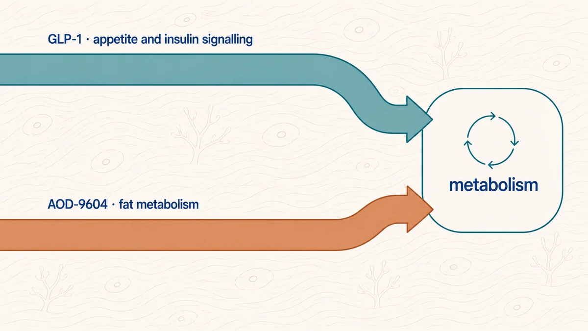 Conceptual diagram comparing GLP-1 signalling and AOD-9604 lipid-metabolism research pathways