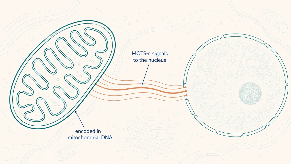 Conceptual diagram linking a mitochondrial-encoded MOTS-c peptide with nuclear signalling